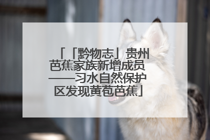 「黔物志」贵州芭蕉家族新增成员——习水自然保护区发现黄苞芭蕉