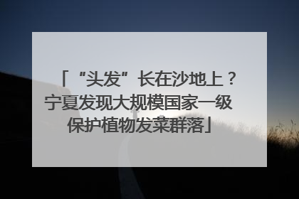 “头发”长在沙地上？宁夏发现大规模国家一级保护植物发菜群落