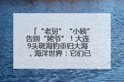 “老舅”“小姨”告别“姥爷”！大连9头斑海豹重归大海，海洋世界：它们已具备野外生存能力