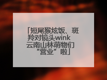 短尾猴炫饭、斑羚对镜头wink 云南山林萌物们“营业”啦