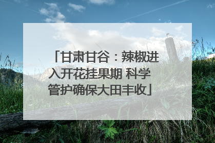 甘肃甘谷：辣椒进入开花挂果期 科学管护确保大田丰收