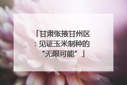 甘肃张掖甘州区：见证玉米制种的“无限可能”