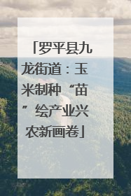 罗平县九龙街道：玉米制种“苗”绘产业兴农新画卷
