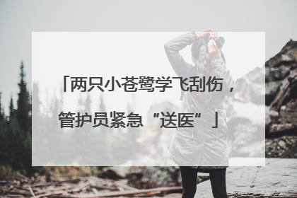 两只小苍鹭学飞刮伤，管护员紧急“送医”