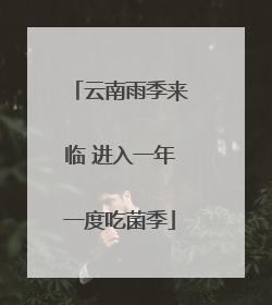 云南雨季来临 进入一年一度吃菌季
