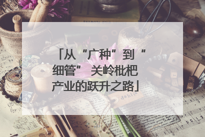 从“广种”到“细管” 关岭枇杷产业的跃升之路