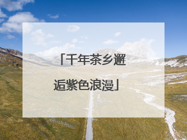 千年茶乡邂逅紫色浪漫