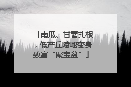 南瓜、甘薯扎根，低产丘陵地变身致富“聚宝盆”