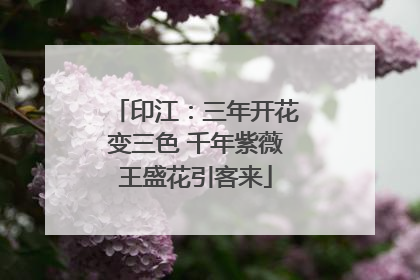 印江：三年开花变三色 千年紫薇王盛花引客来