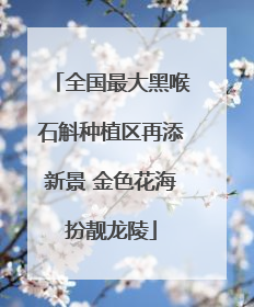 全国最大黑喉石斛种植区再添新景 金色花海扮靓龙陵