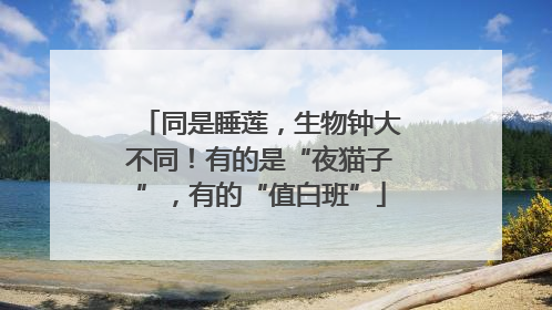 同是睡莲，生物钟大不同！有的是“夜猫子”，有的“值白班”