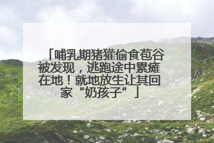 哺乳期猪獾偷食苞谷被发现，逃跑途中累瘫在地！就地放生让其回家“奶孩子”