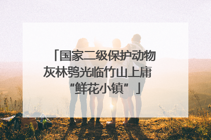 国家二级保护动物灰林鸮光临竹山上庸“鲜花小镇”