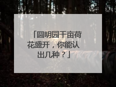 圆明园千亩荷花盛开，你能认出几种？