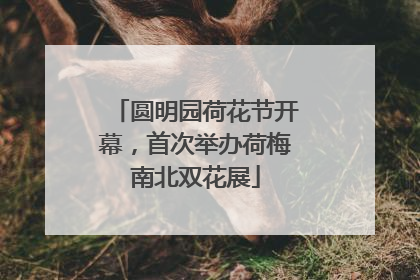 圆明园荷花节开幕，首次举办荷梅南北双花展