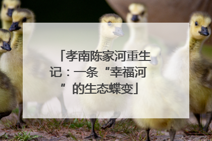 孝南陈家河重生记：一条“幸福河”的生态蝶变