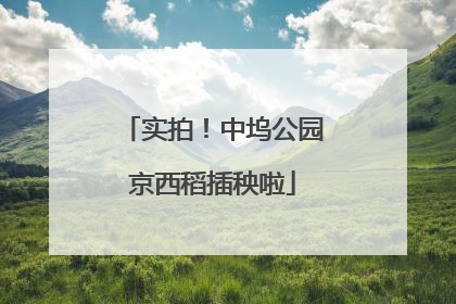 实拍！中坞公园京西稻插秧啦