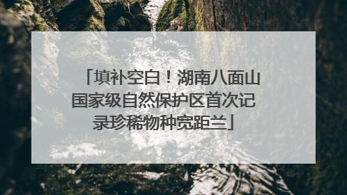 填补空白！湖南八面山国家级自然保护区首次记录珍稀物种宽距兰