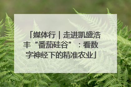 媒体行｜走进凯盛浩丰“番茄硅谷”：看数字神经下的精准农业
