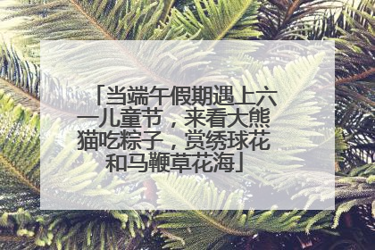 当端午假期遇上六一儿童节，来看大熊猫吃粽子，赏绣球花和马鞭草花海