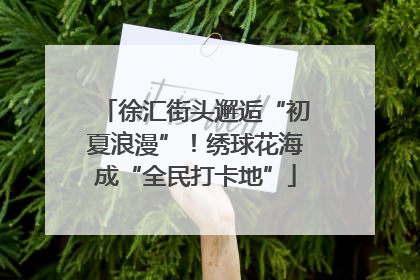 徐汇街头邂逅“初夏浪漫”！绣球花海成“全民打卡地”