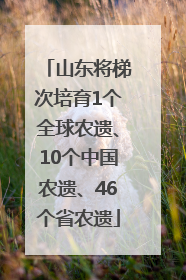 山东将梯次培育1个全球农遗、10个中国农遗、46个省农遗