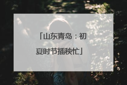 山东青岛：初夏时节插秧忙