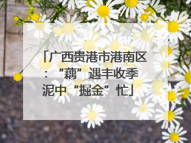广西贵港市港南区：“藕”遇丰收季 泥中“掘金”忙