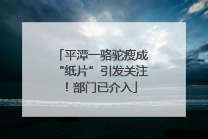 平潭一骆驼瘦成“纸片”引发关注！部门已介入