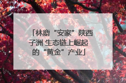 林麝“安家”陕西子洲 生态链上崛起的“黄金”产业