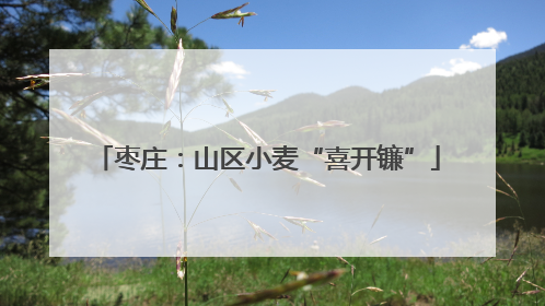 枣庄：山区小麦“喜开镰”
