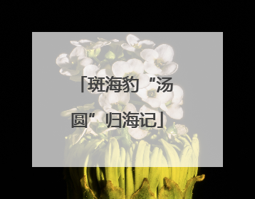 斑海豹“汤圆”归海记