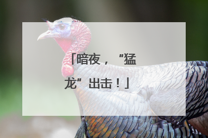 暗夜，“猛龙”出击！