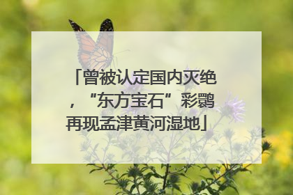 曾被认定国内灭绝,“东方宝石”彩鹮再现孟津黄河湿地