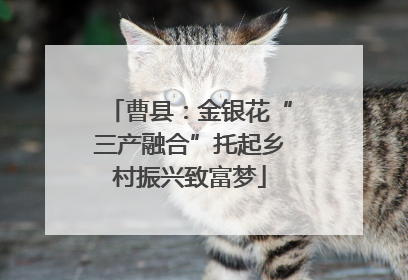 曹县：金银花“三产融合”托起乡村振兴致富梦