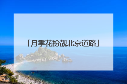 月季花扮靓北京道路