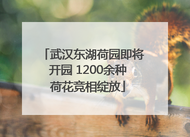 武汉东湖荷园即将开园 1200余种荷花竞相绽放