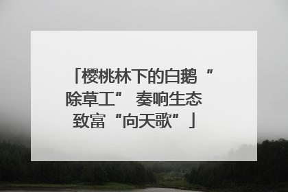 樱桃林下的白鹅“除草工” 奏响生态致富“向天歌”