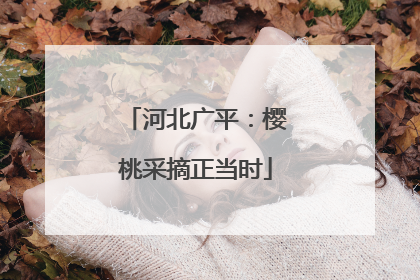 河北广平：樱桃采摘正当时