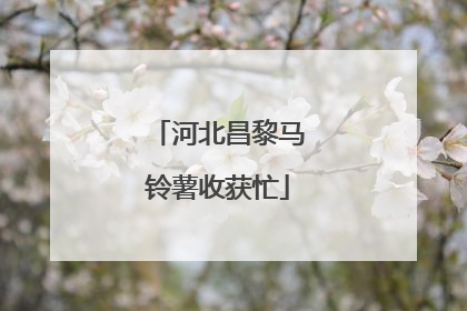 河北昌黎马铃薯收获忙