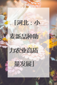 河北：小麦新品种助力农业高质量发展