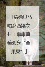 清徐县马峪乡西梁泉村：串串葡萄变身“金果果”