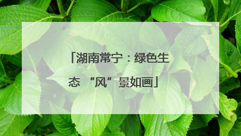 湖南常宁：绿色生态 “风”景如画