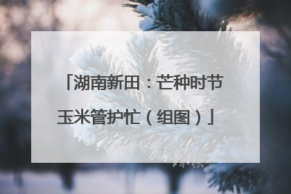 湖南新田：芒种时节玉米管护忙（组图）