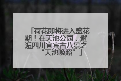 荷花即将进入盛花期！在天池公园，邂逅四川宜宾古八景之一“天池晚照”