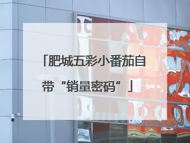 肥城五彩小番茄自带“销量密码”