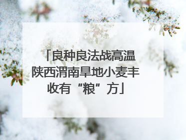 良种良法战高温 陕西渭南旱地小麦丰收有“粮”方