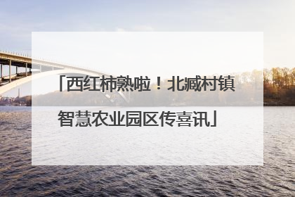 西红柿熟啦！北臧村镇智慧农业园区传喜讯