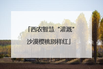 西农智慧“灌溉” 沙漠樱桃别样红