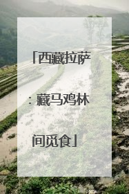 西藏拉萨：藏马鸡林间觅食